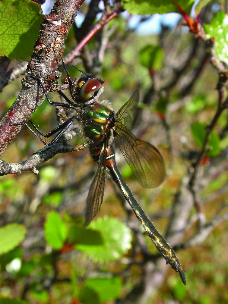 World Wetlands Day Muskeg Emerald Dragonfly 2025